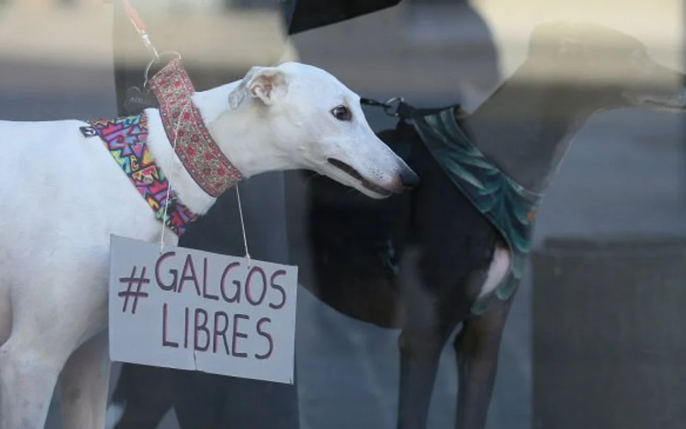 Diputados aprobaron proyecto que prohíbe las carreras de perros galgos
