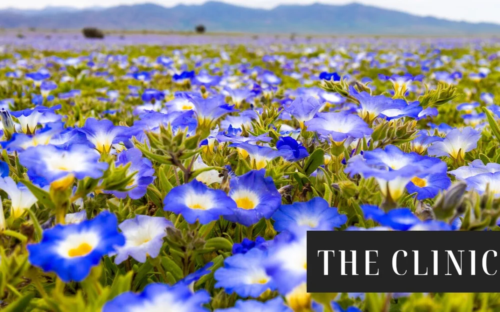 El Desierto Florido de este 2026 podría ser histórico según especialistas: las intensas lluvias anticipan una temporada comparable a la de 1997