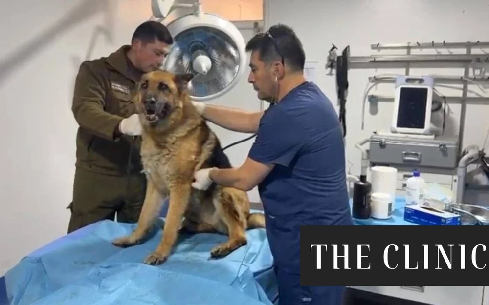 Tras denuncia que se viralizó en redes sociales: Carabineros detuvo a mujer por maltrato animal contra perro