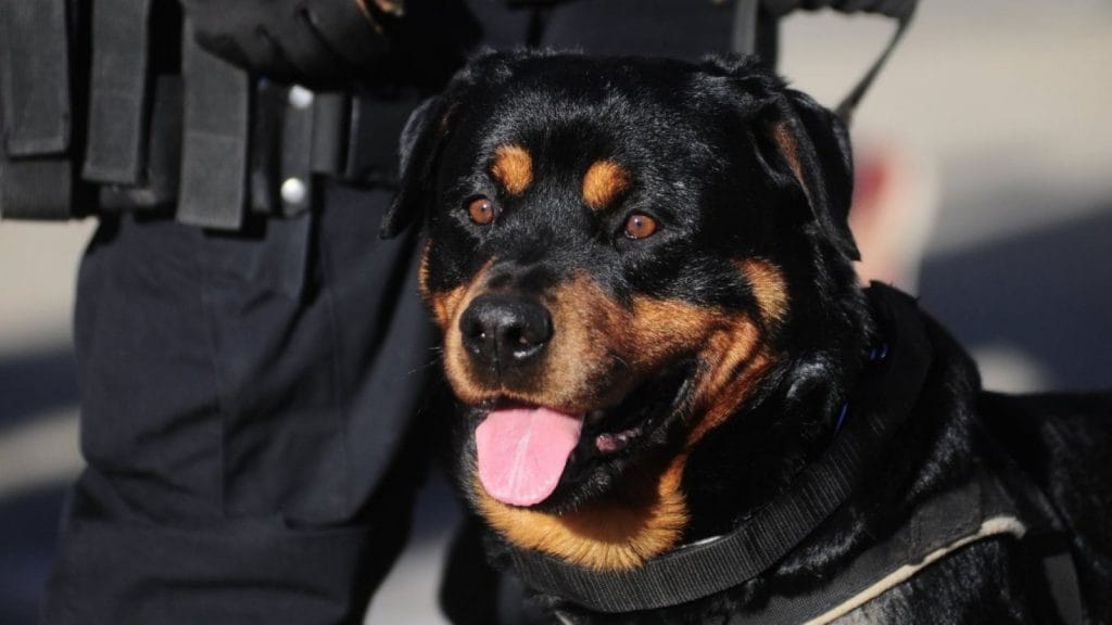 Piden aumentar recursos para Ley Cholito por aumento de ataques caninos