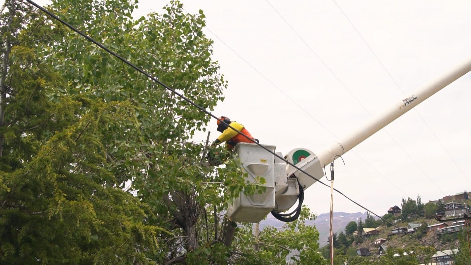 Enel poda árboles - En los últimos 6 meses: Enel despejó alrededor de 70 mil árboles cercanos a la red eléctrica
