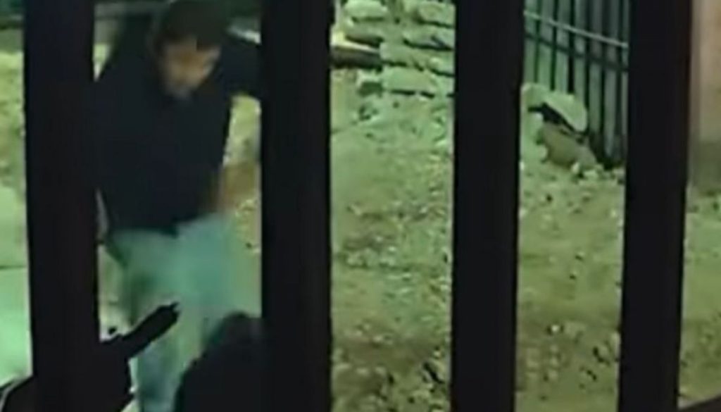 Perro Comunitario Agredido Brutalmente en Maipú: Familia También