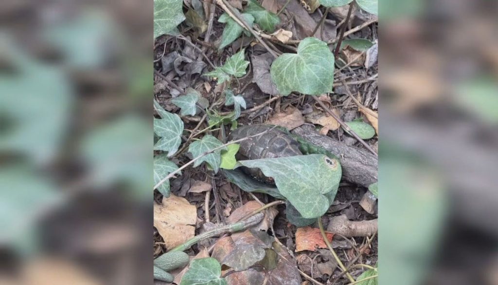 Hallazgo de Granada Inactiva en Providencia: ¿Cómo Llegó Ahí?