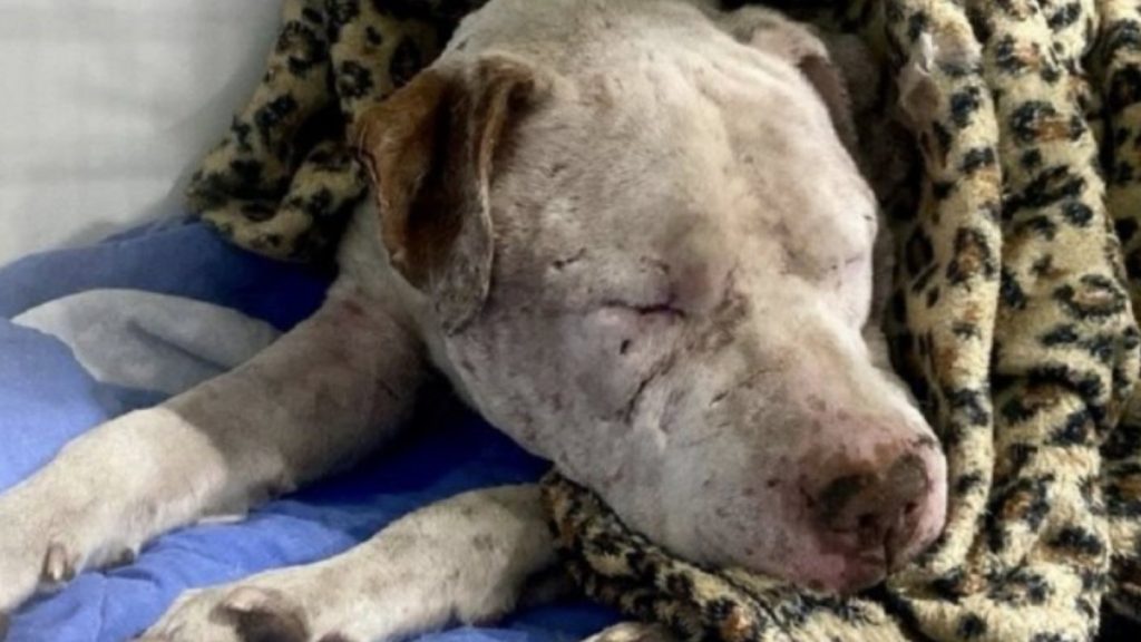 Brutal Ataque de Perro en Calama: Baltazar Sobrevive