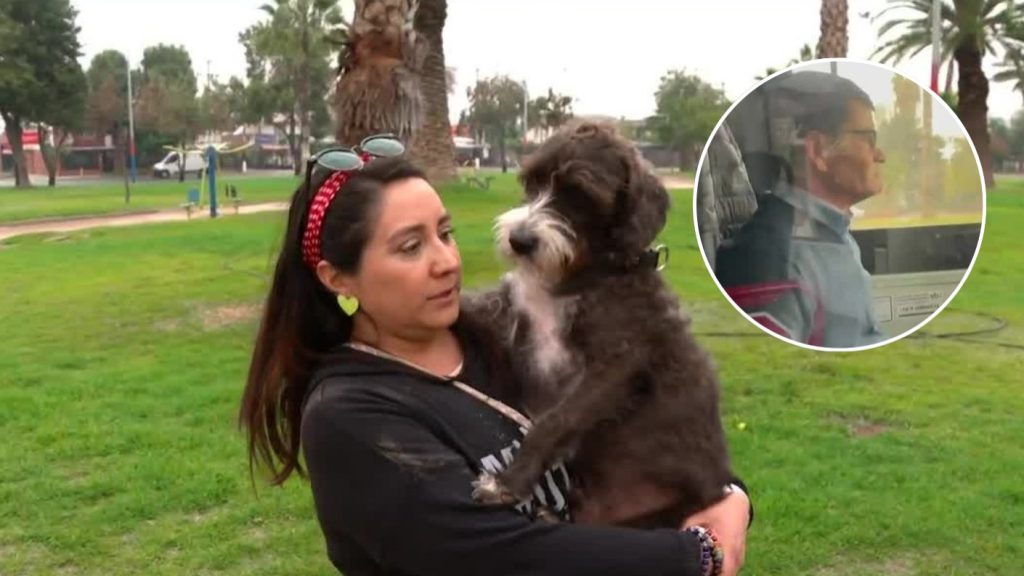 Pasajera de Bus RED Denuncia Agresión por Llevar Perro de Apoyo