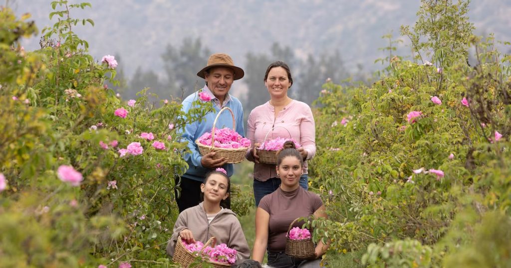 Auge del Aceite Rosa Damascena en Chile: Tradición y Bienestar