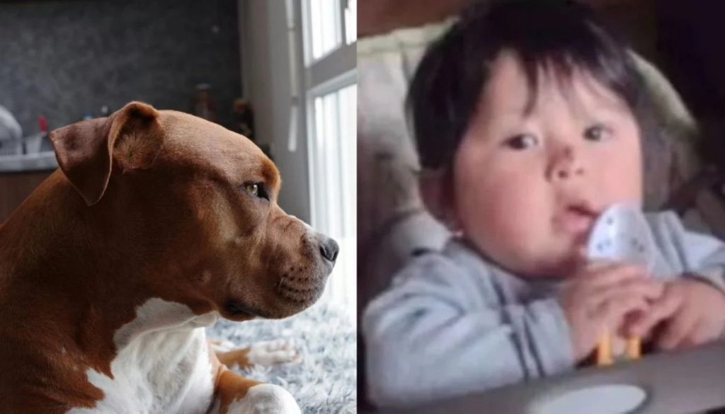 Impactante Tragedia en Argentina: Niño de 2 Años Muere por Pitbulls.