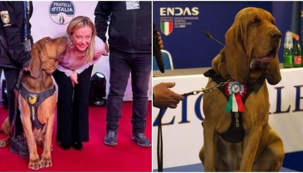 Italia conmocionada por el asesinato del perro héroe Bruno en 2023