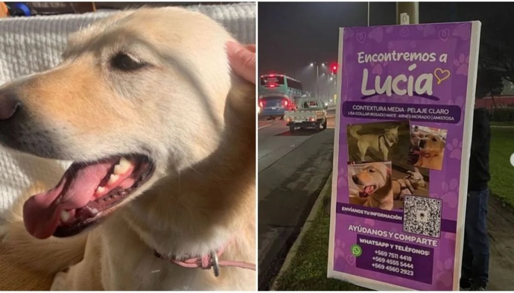 Búsqueda Desesperada: Lucía, la Perrita Perdida en Concepción