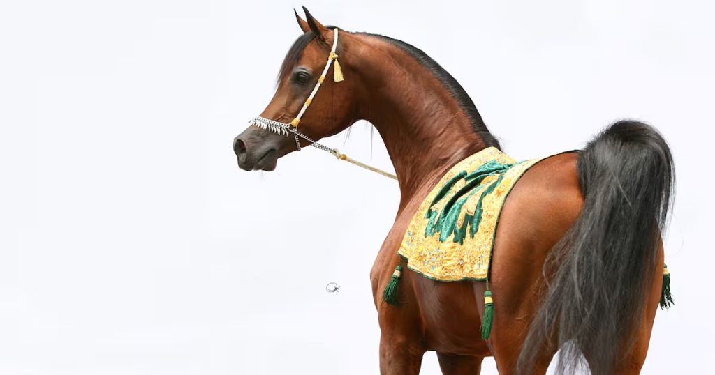 La Equitación y la Cetrería: Uniendo a Chile y Qatar en Doha