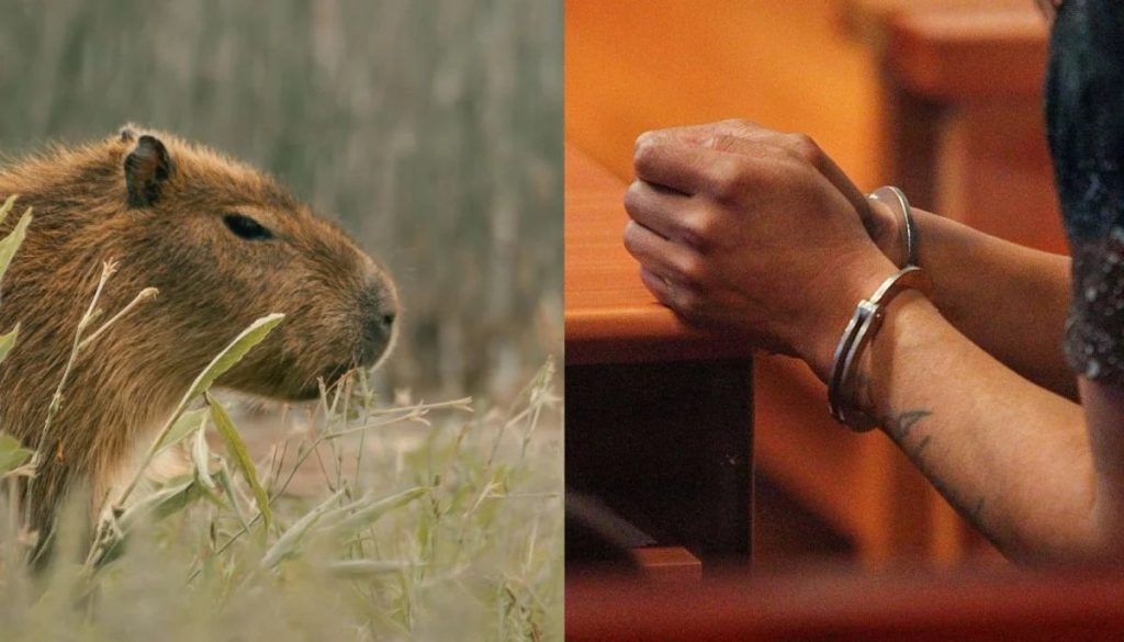 Detención en Argentina por la venta ilegal de un capibara bebé.
