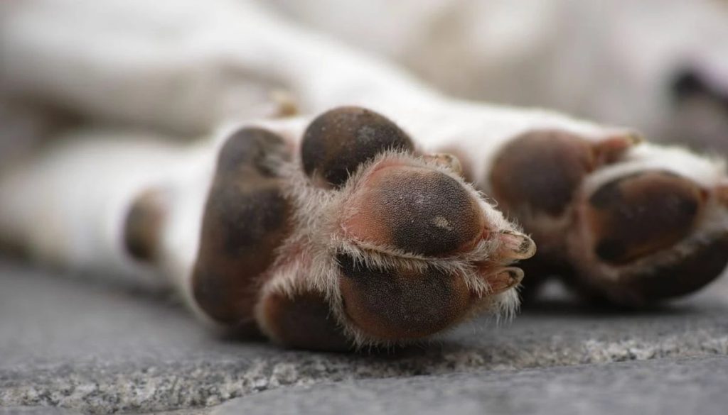 Detención en Copiapó por brutal maltrato a perro conmociona