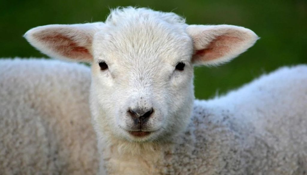 Robo Solidario en Curicó Culmina en Insólito Arrepentimiento