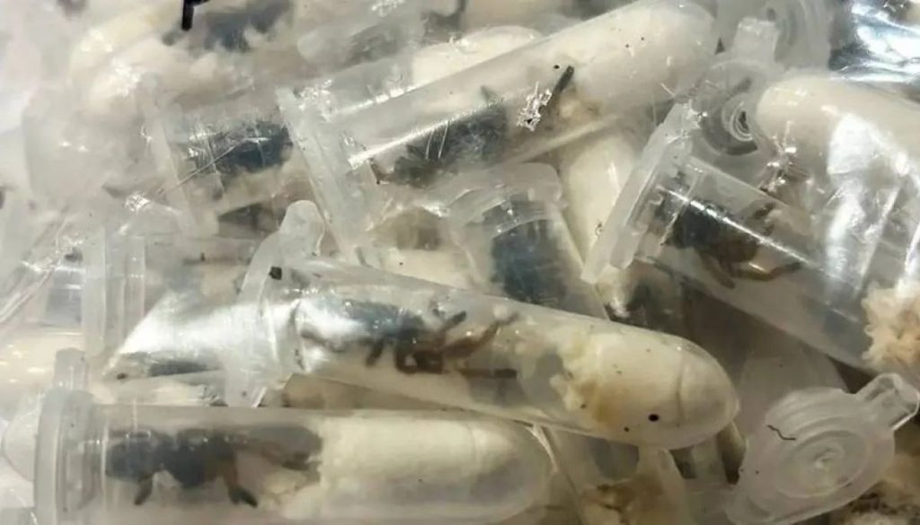 Descubren 1.500 Arañas en Envío de “Galletas” desde Vietnam