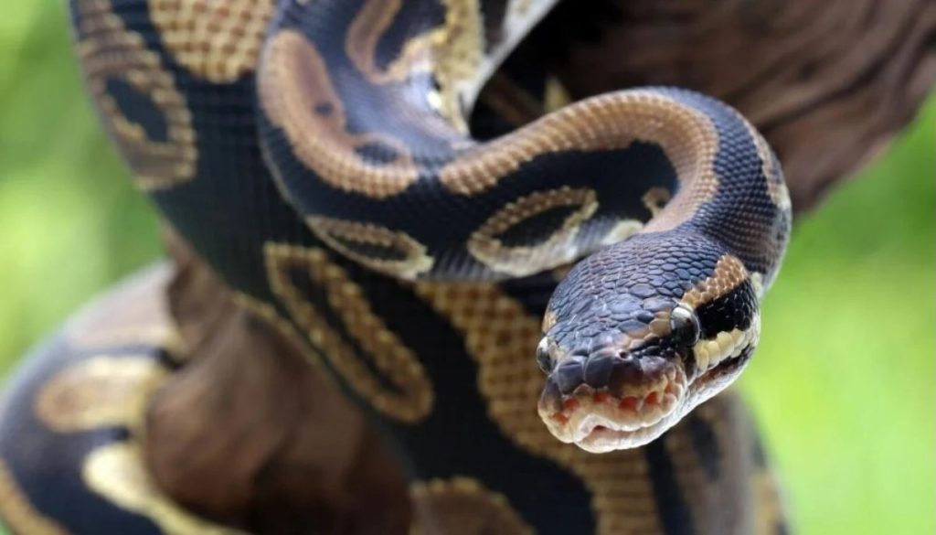 Impactante Caso de Hombre Devorado por una Pitón en Indonesia