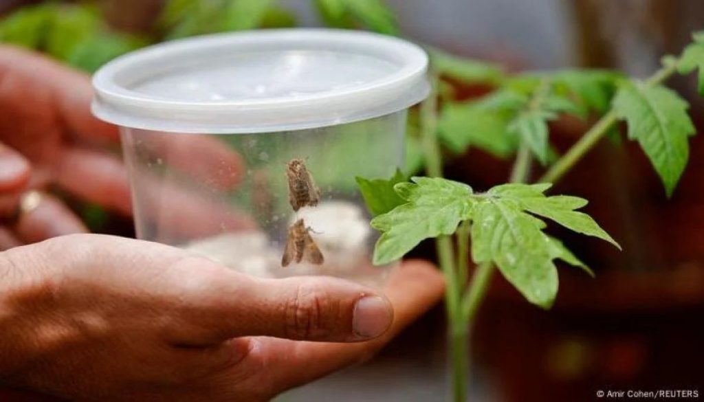 Las Plantas Hablan y los Insectos Escuchan: Un Mundo de Sonidos