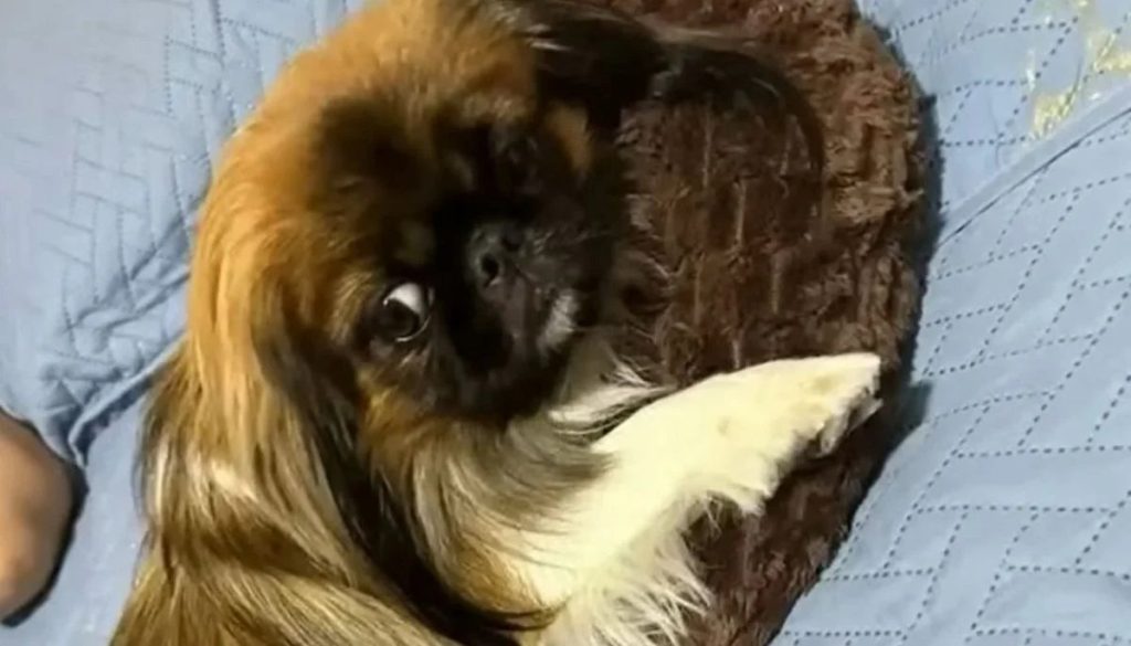 Tragedia canina: perro muere en el maletero de un bus interprovincial