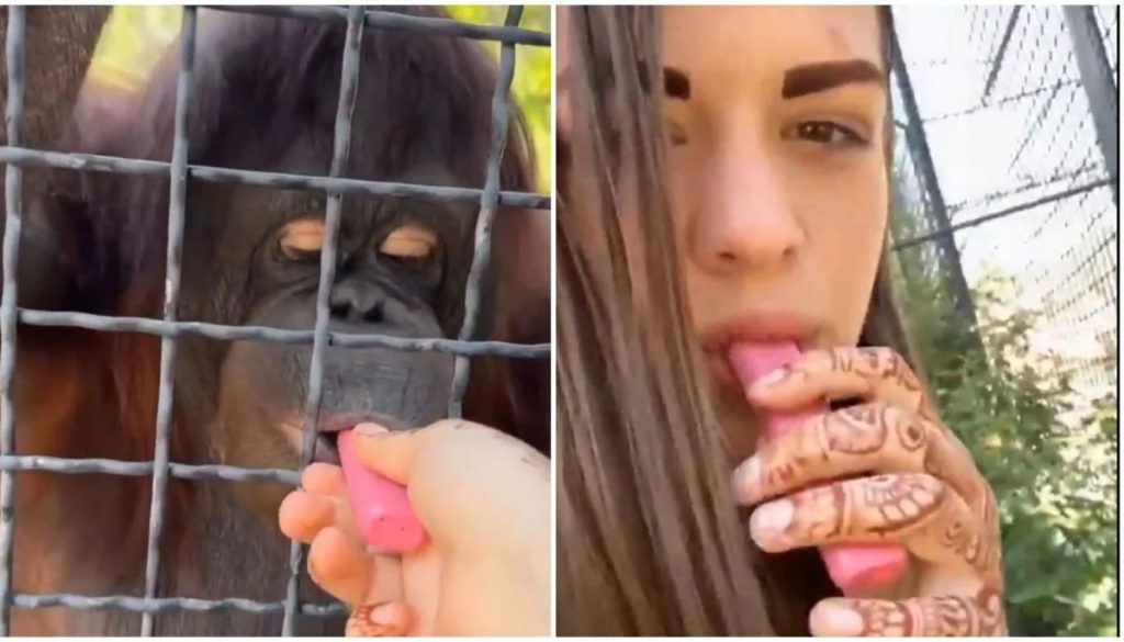 Video viral muestra a orangután en peligro de extinción que fuma