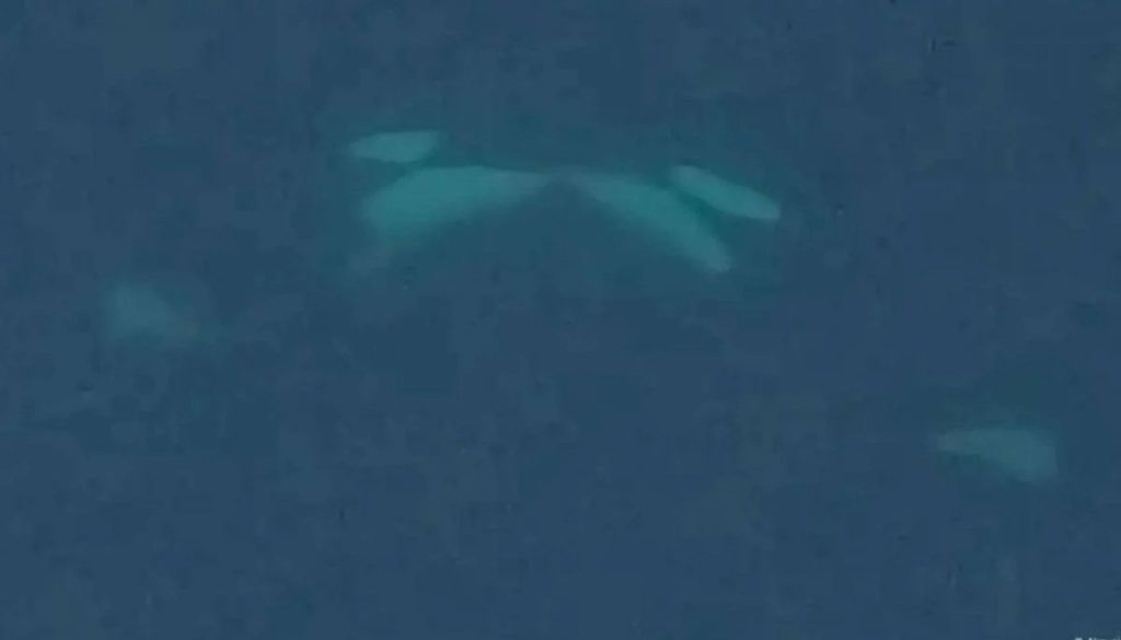 Descubren Comportamiento Inusual: Orcas Besándose en Noruega