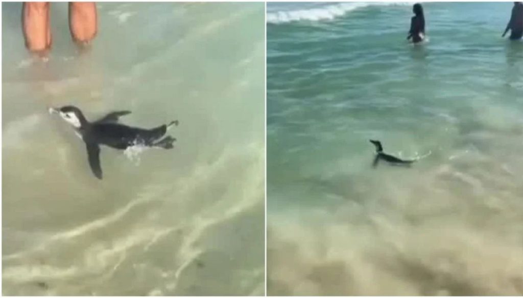 Pingüino Magallanes sorprende nadando en playas de Río de Janeiro
