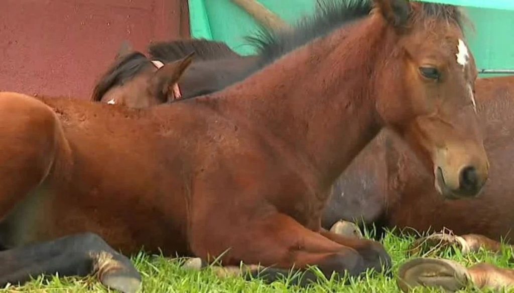 Preocupación por Caballos y Vacas en Áreas Urbanas de La Serena