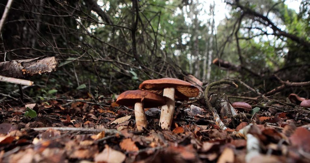 Impacto de los Hongos en la Recuperación del Bosque Coyanmahuida