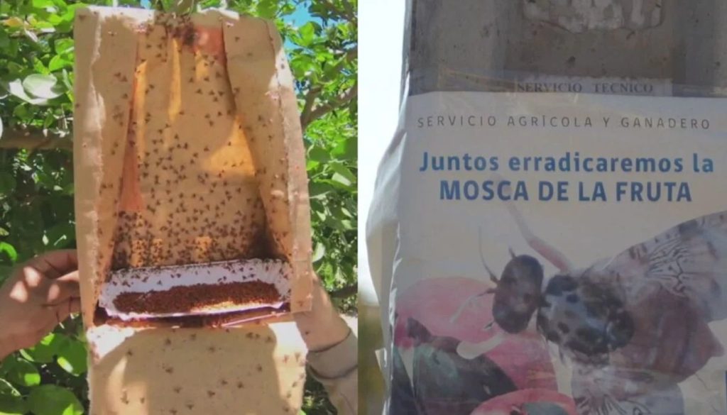 Mosca de la fruta: una amenaza creciente para la agricultura en Chile