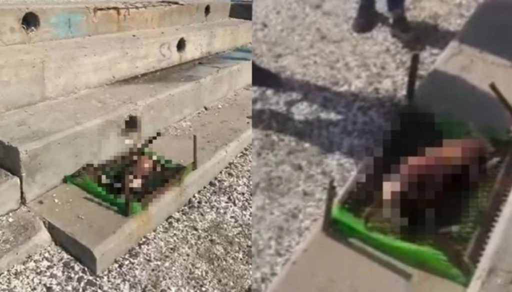 Impactante Crueldad Animal en Antofagasta: Avanza la Investigación