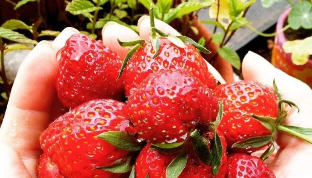 SAG redefine estatus de plaga: alerta por frutillas chilenas