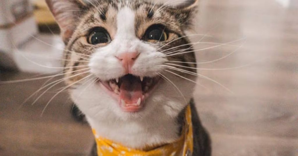 Señales de alerta: cambios en tu gato que indican problemas de salud