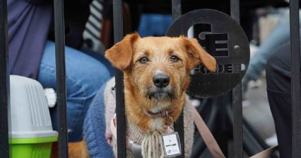 Collares de rastreo para mascotas en La Florida: un nuevo proyecto