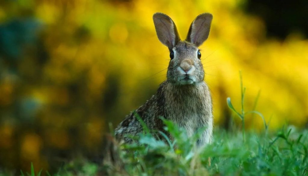 Zoológico danés busca mascotas para alimentar a depredadores.