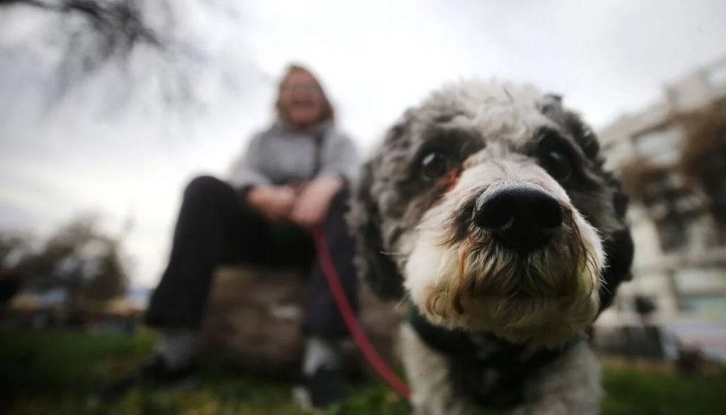 Chile avanza en el reconocimiento del duelo por la pérdida de mascotas