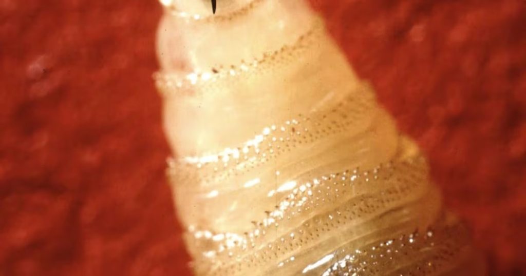 Descubren Primer Caso Humano del Gusano Barrenador en EE.UU.