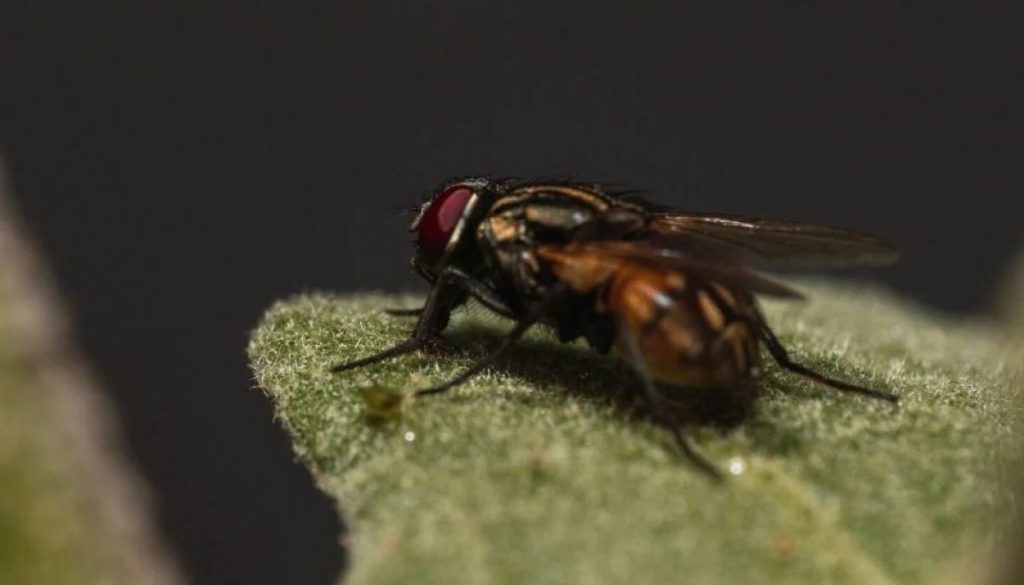 Detectan parásito invasivo en EE.UU. tras viaje a El Salvador