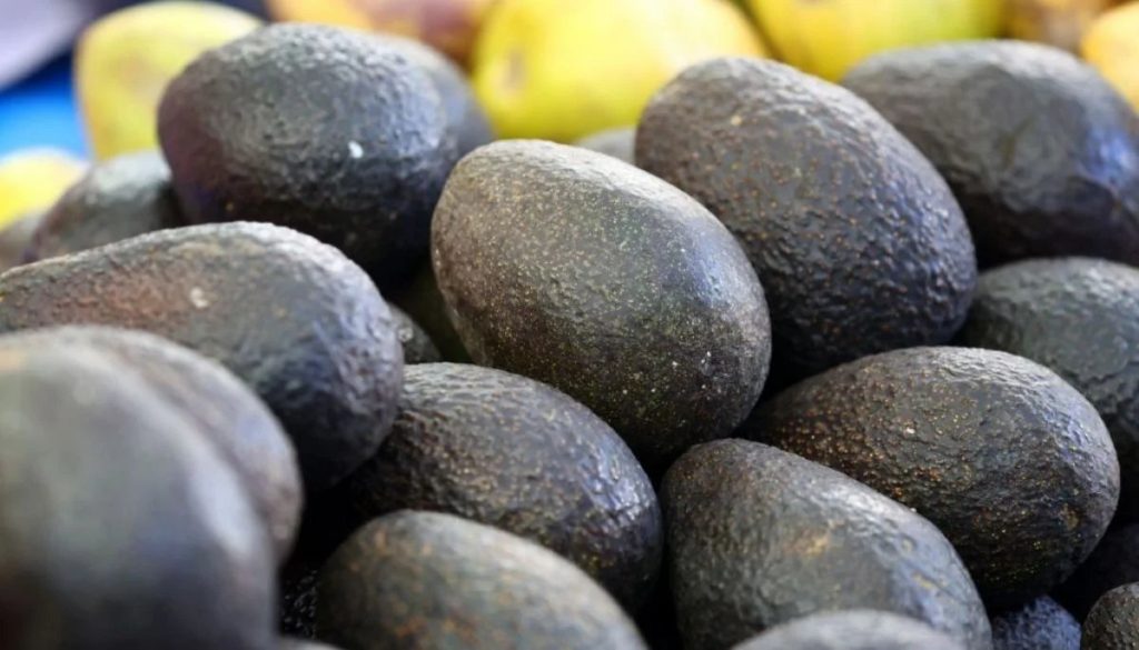 Chile refuerza control sobre paltas peruanas tras alerta en Europa