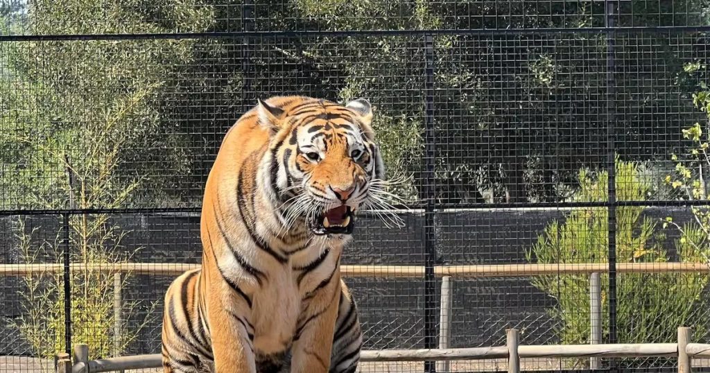 Zoológico danés causa controversia con donación de mascotas
