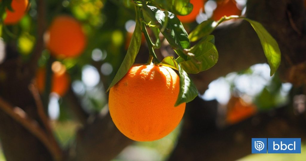 Naranjas chilenas irrumpen en el mercado mexicano