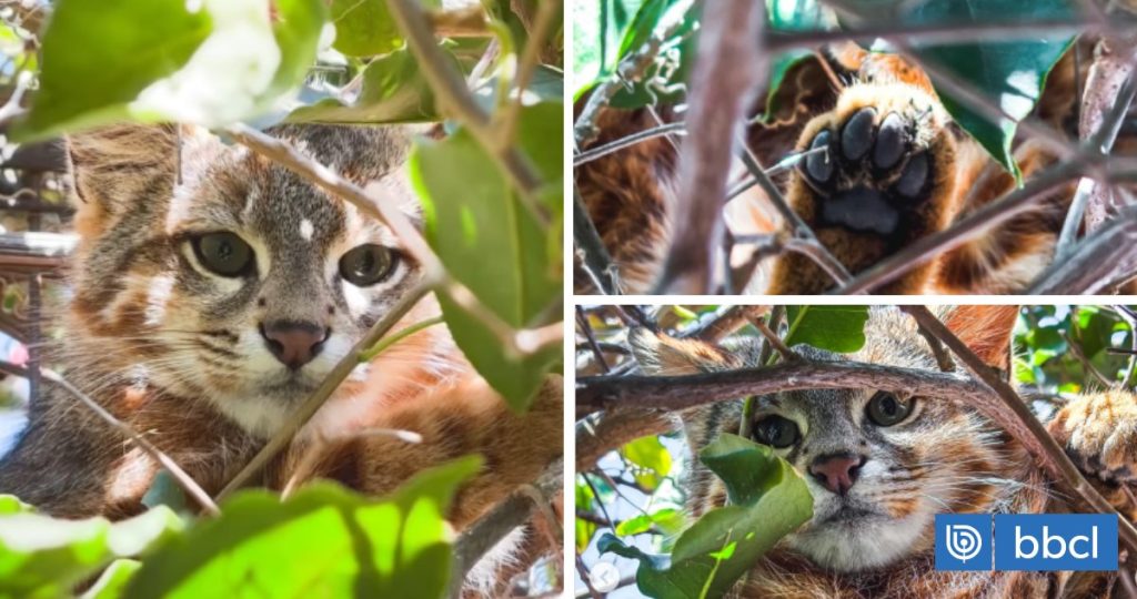 Avistamiento del esquivo gato colocolo en Papudo genera preocupación.