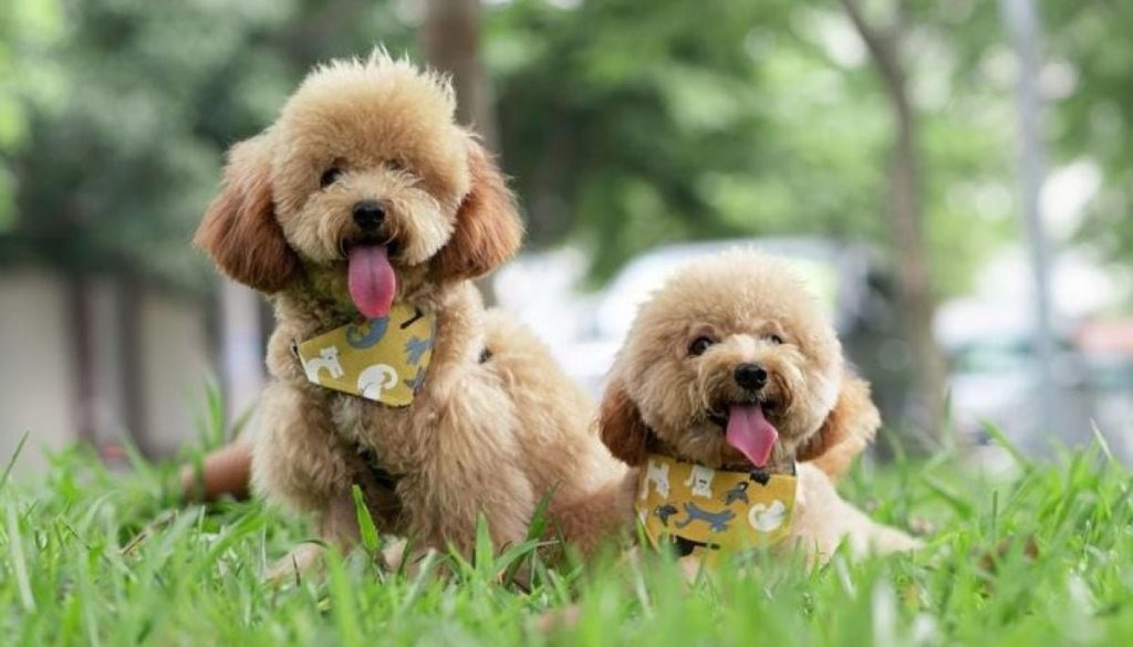 Proyecto de Ley Otorga Día Libre por Fallecimiento de Mascota