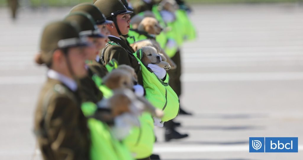 Cachorros de Carabineros Deslumbran en la Parada Militar 2025