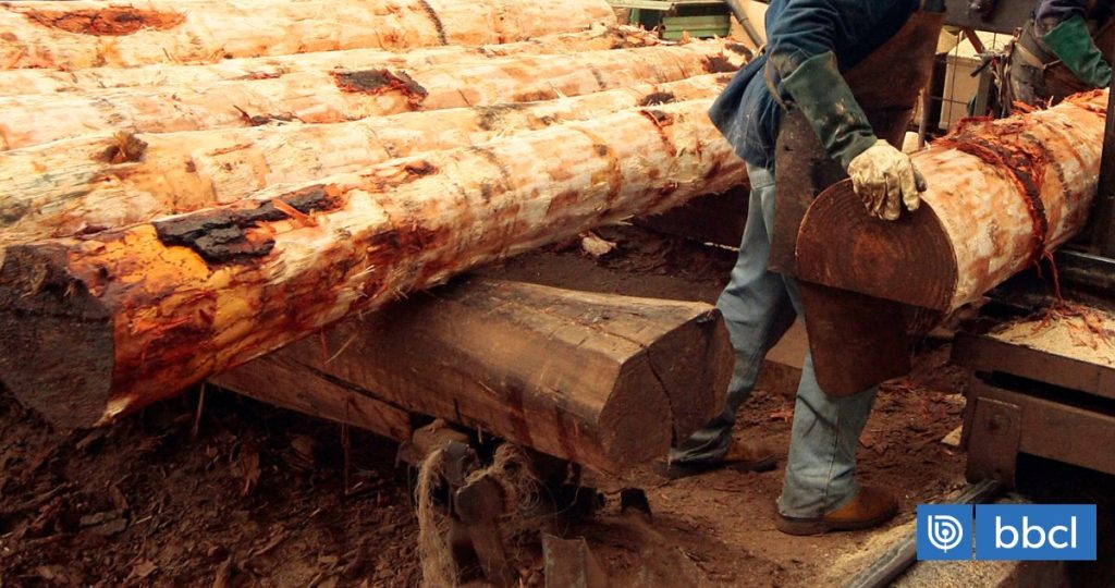 Impacto Económico: Cierre de Aserraderos y Despidos en el Sector Forestal