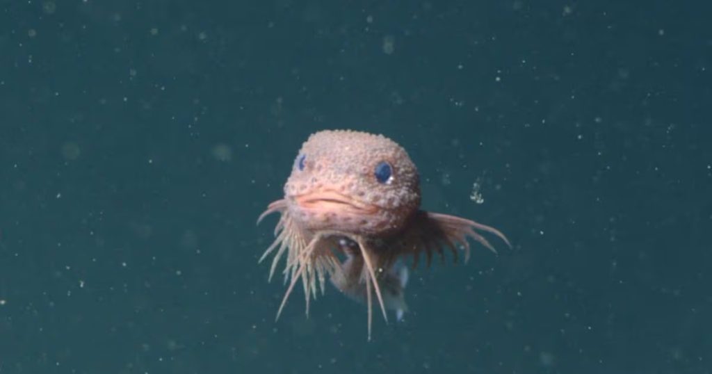 Descubren fascinante pez caracol en profundidades oceánicas
