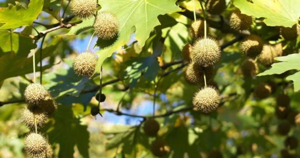 El origen del plátano oriental: revolución verde en Santiago.