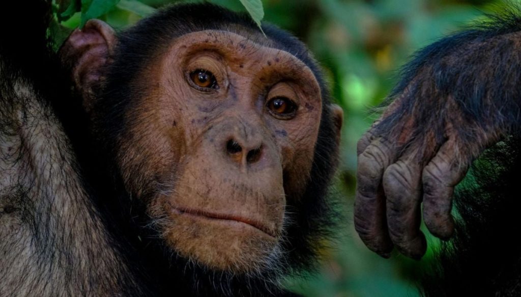Chimpancés y su sorprendente consumo diario de alcohol
