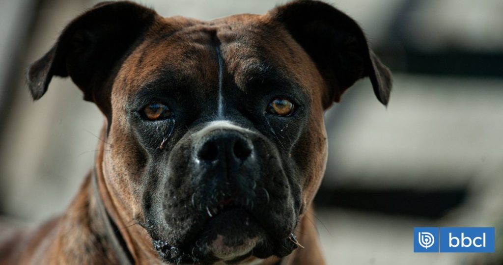 Impactante caso de maltrato animal en Limache genera indignación