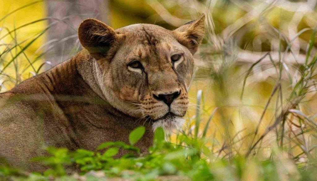 Tragedia en el Zoológico de Bangkok: Ataque Mortal de Leones