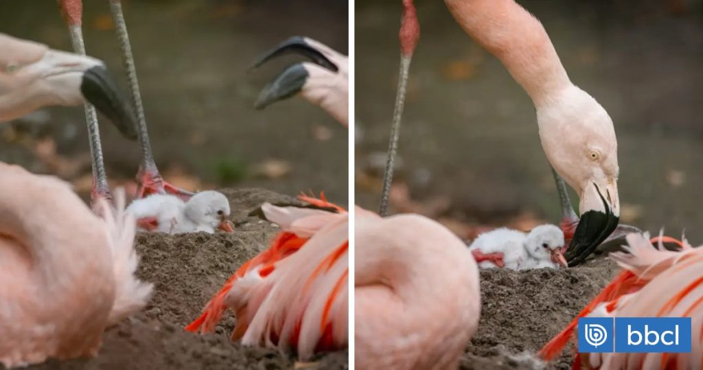 Asombroso nacimiento de flamencos chilenos en zoológico escocés