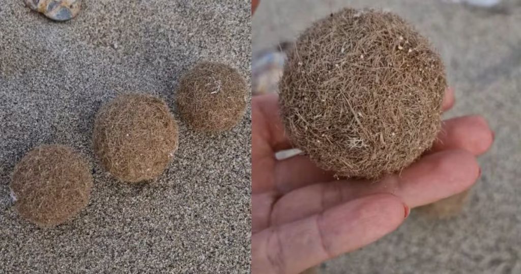 Las sorpresivas esferas de Neptuno: guardianas del mar Mediterráneo.