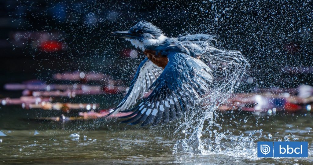 Fotógrafo Chileno Gana en los Premios Audubon 2025